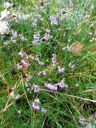 common heather