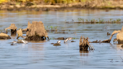Sanderling
