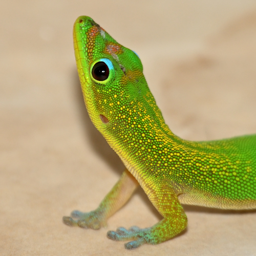 Gold Dust Day Gecko