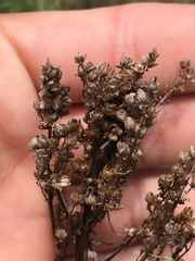 Artemisia campestris pacifica