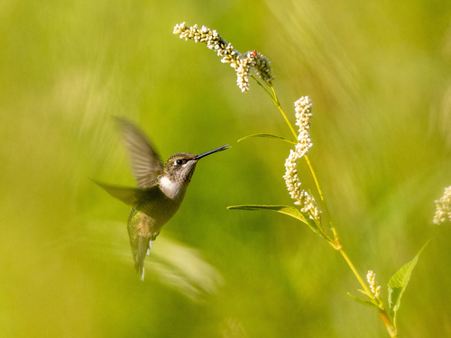 Ruby-throated Hummingbird
