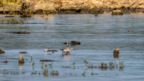 Stilt Sandpiper