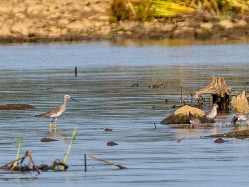 Greater Yellowlegs