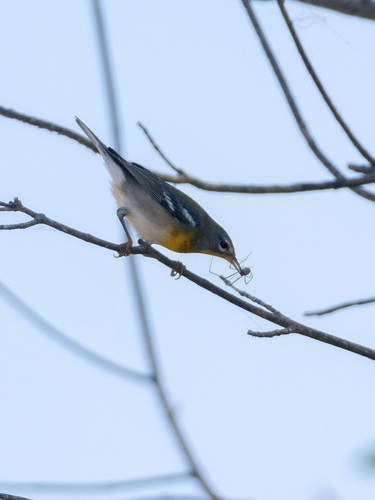 Northern Parula