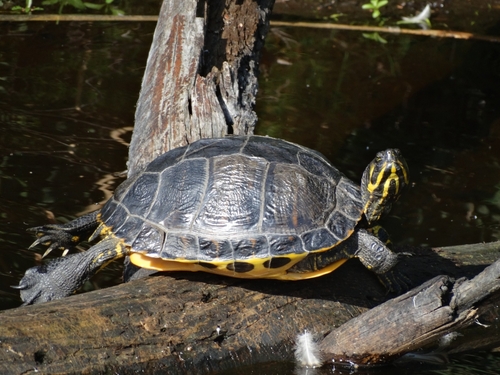 Pond Slider