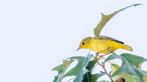 Northern Yellow Warbler