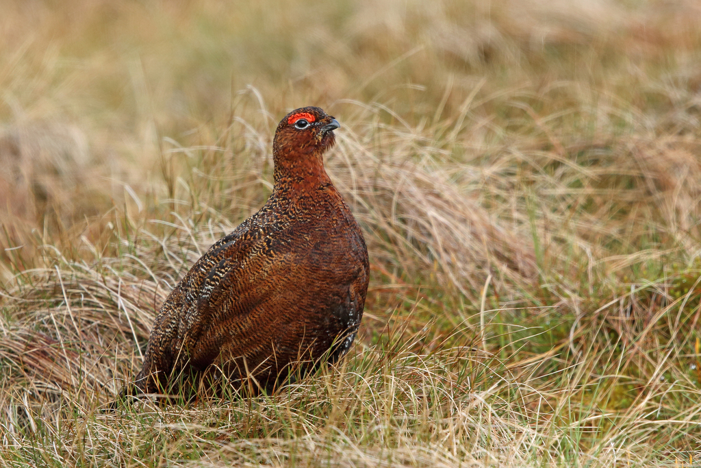 Red Grouse (Lagopus scotica) photo