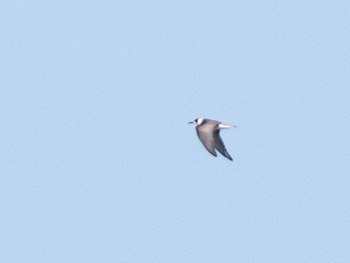 Black Tern