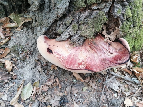 Beefsteak Polypore