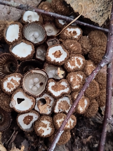 fluted bird's nest fungus