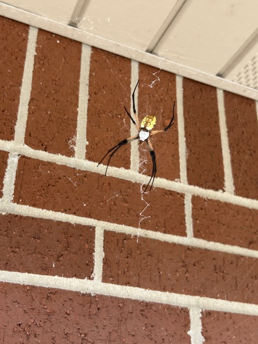 Yellow Garden Spider