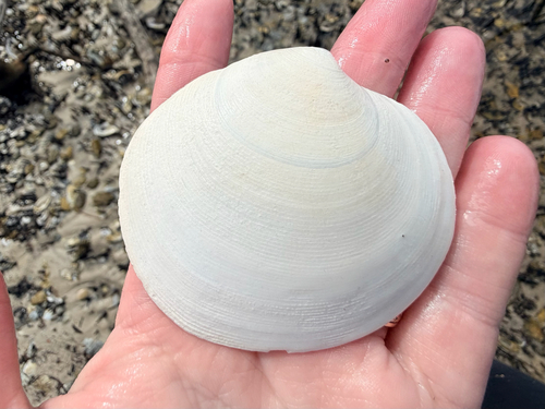 Dosinia discus observed 2026-09-19