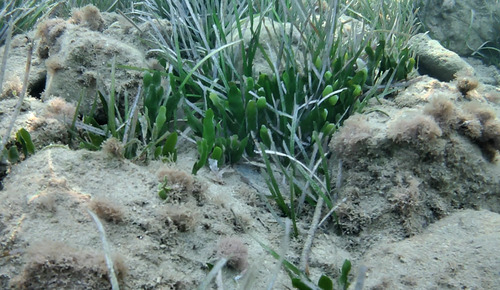 Caulerpa prolifera observed 2026-09-19