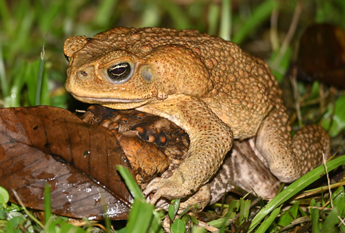 Cane Toad
