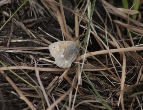 Common Ringlet