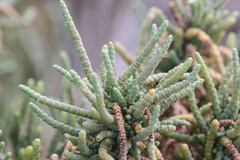 Tecticornia pergranulata