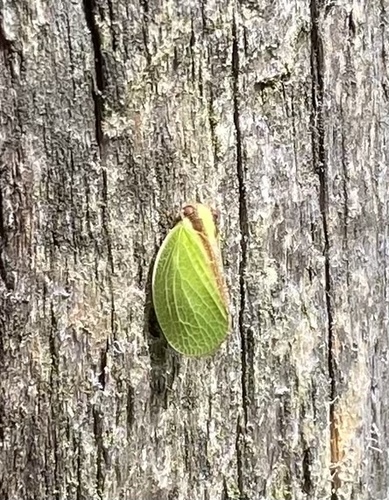Two-striped Planthopper