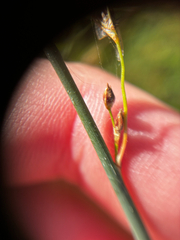 Juncus balticus