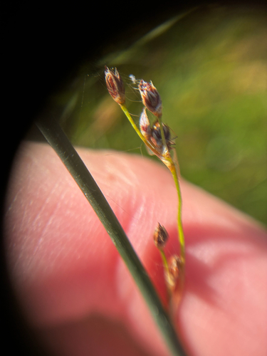 Juncus balticus, photograph 2