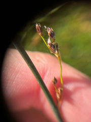 Juncus balticus, photograph (c) Arthur Whiting, some rights reserved (CC BY)