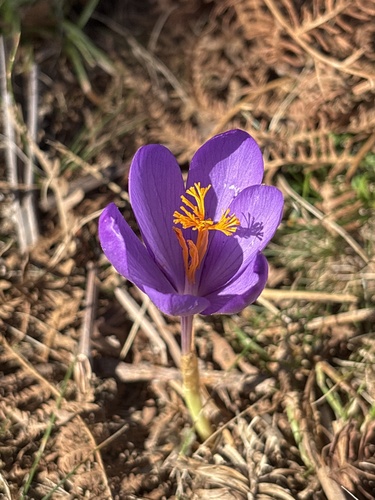 Autumn Crocus
