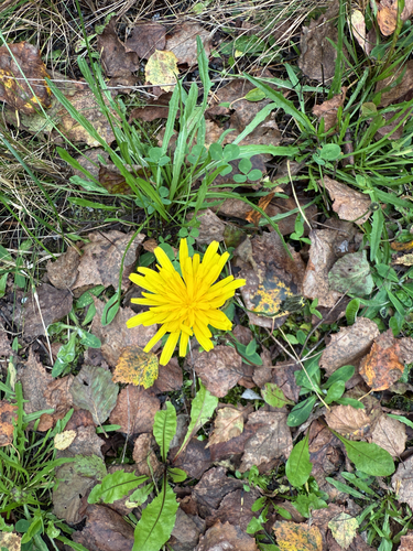 Autumn Hawkbit