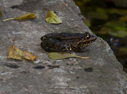 Marsh Frog