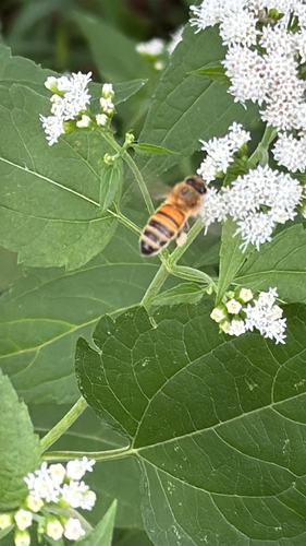Western Honey Bee