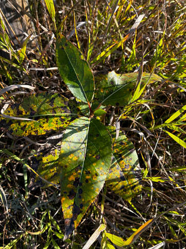 Populus balsamifera, photograph 6