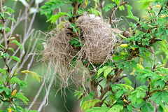 Uropsila leucogastra