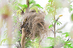 Uropsila leucogastra