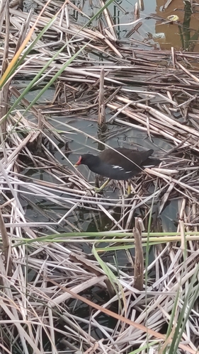 Eurasian Moorhen