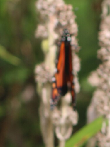 Monarch