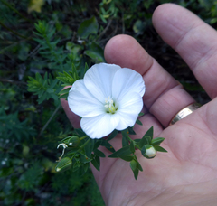 Linum monogynum monogynum