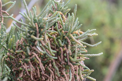 Tecticornia pergranulata