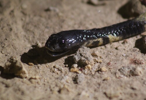 Egyptian Cobra