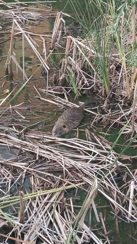 Coypu