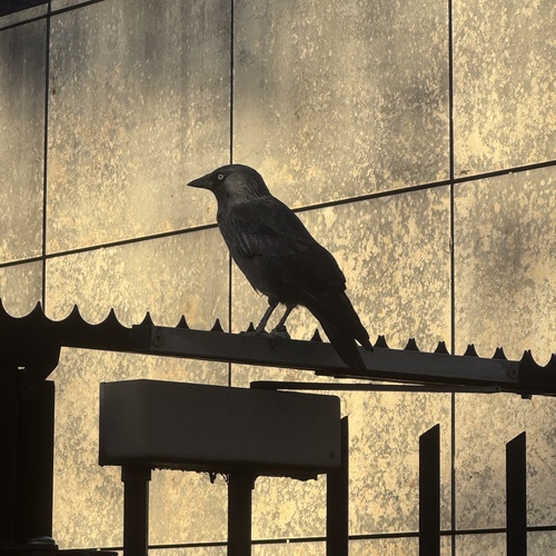 Eurasian Jackdaw