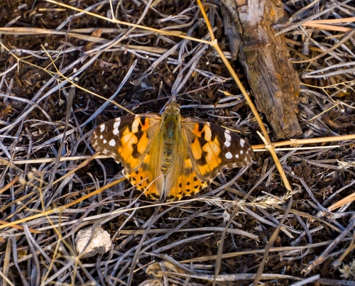 Painted Lady