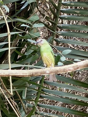 Swallow Tanager