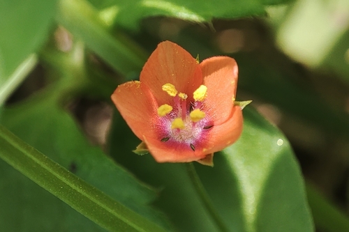 scarlet pimpernel