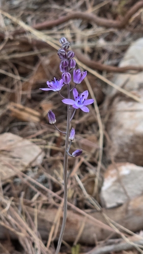 Prospero elisae
