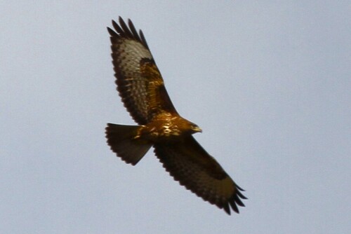 Common Buzzard