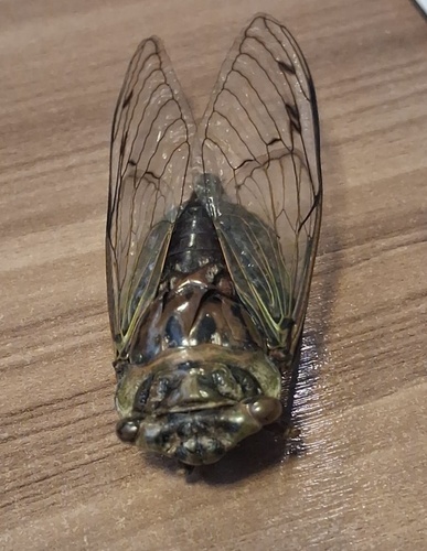Giant Cicada