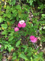 Rosa lucieae