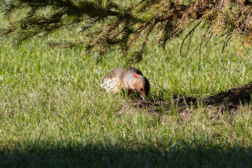 Northern Flicker