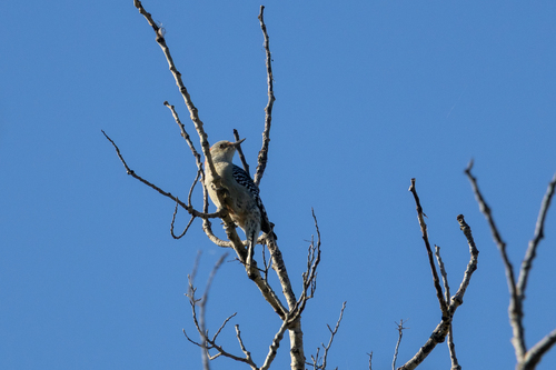 Red-bellied Woodpecker