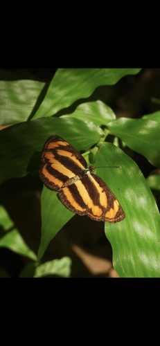 Common Lascar