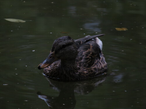 Mallard
