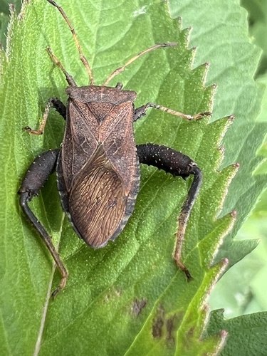 Helmeted Squash Bug